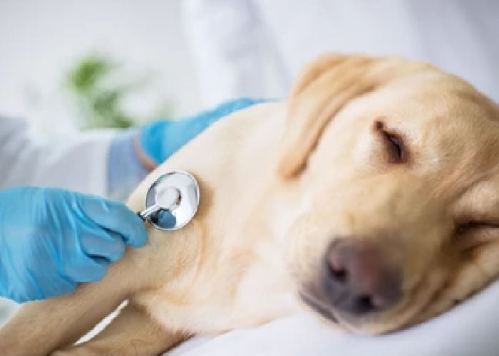 Paraneoplastic Syndrome in Dogs diagnosis