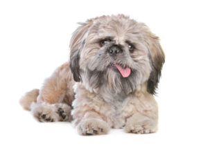 Pekingese-Shih-Tzu-mix-looking-at-the-camera