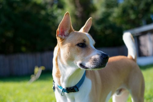 Pitsky dog in backyard