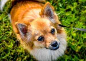 Mix breed dog - Pomeranian + Chihuahua