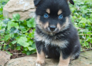 Mixed breed dog - Pomeranian + Siberian Husky