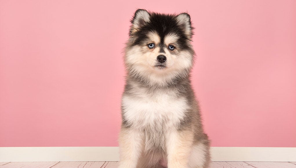 Pomsky hypoallergenic mixed breed dog