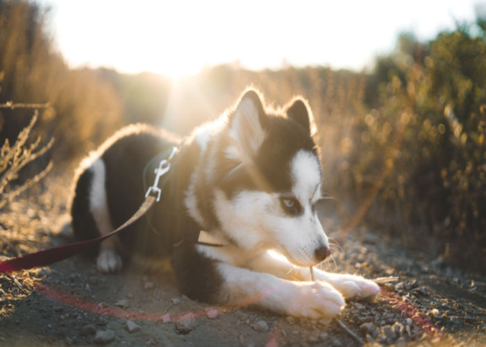 Pomsky Playing outside