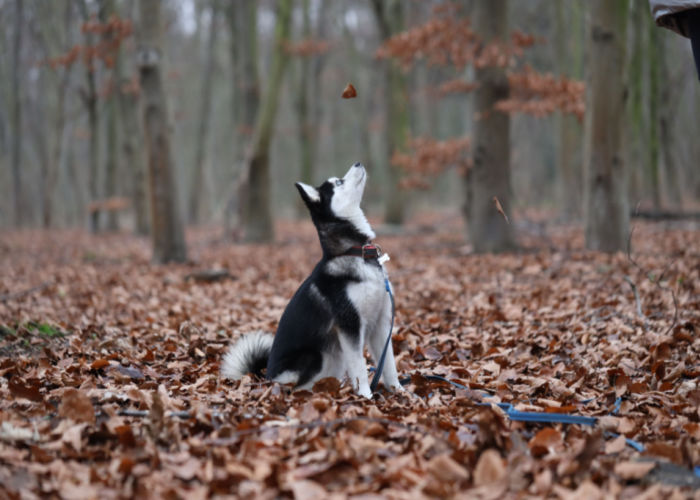 Pomsky in the woods