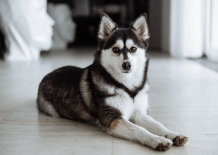 Pomsky indoors