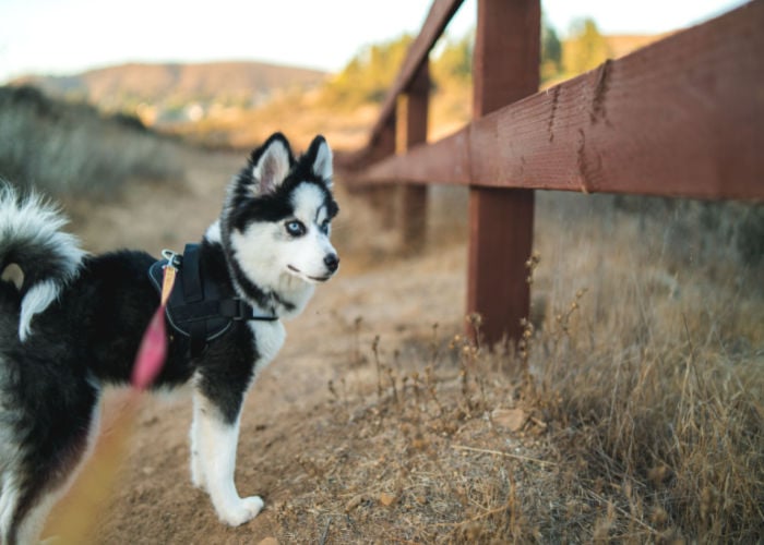 Pomsky outside