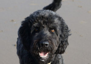 Mixed breed dog - Poodle + Beagle