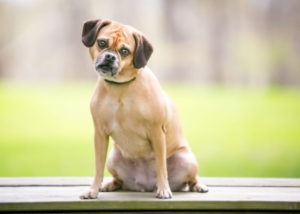 Mixed breed dog - Pug + Beagle