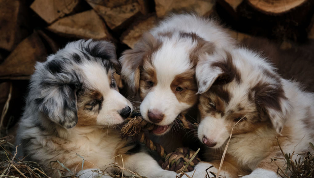 Puppy-litter-playing-together