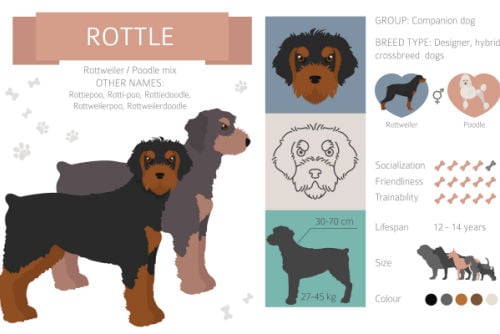 Rottle mixed breed