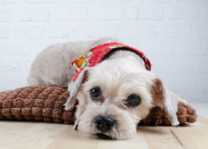 Schnauzer-Shih-Tzu-mix