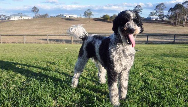 Schnoodle Dog Breed Featured