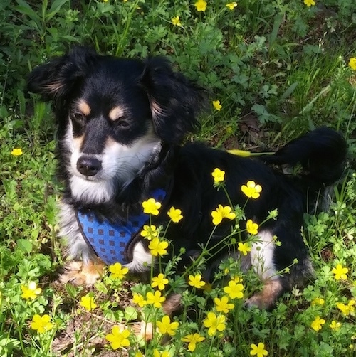 Schweenie mixed dog breed