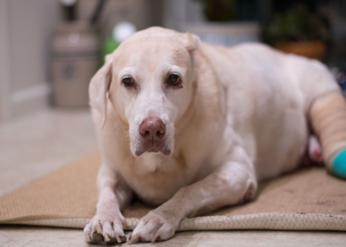 Senior Yellow Labrador Retriever fighting Canine Mastocytoma