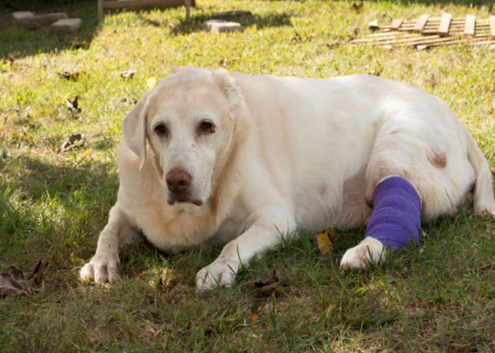 Senior Yellow Labrador Retriever fighting Mast Cell tumors