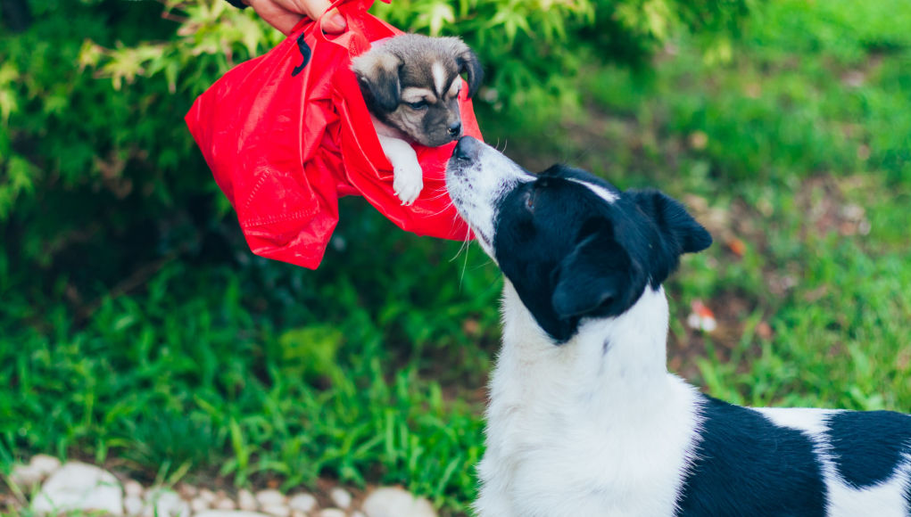 Separating-puppies-from-mothers-too-early