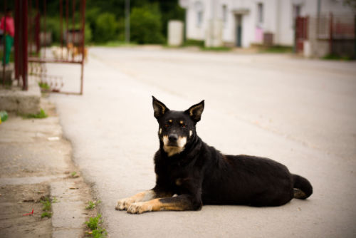 Shepweiler mixed dog breed sitting in road (1)