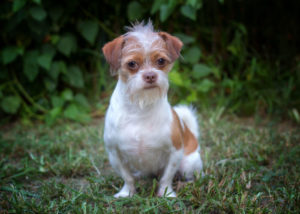 Shih Tzu and Chihuahua mix breed