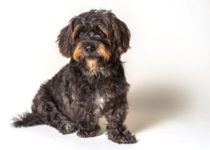 Shih-Tzu-Scottish-Terrier-mix