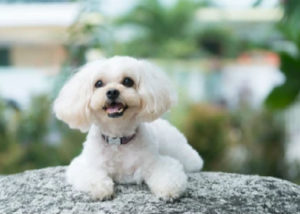 Mixed breed dog - Shih tzu + Poodle