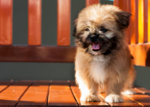 Mixed breed dog - Shih tzu + Pomeranian