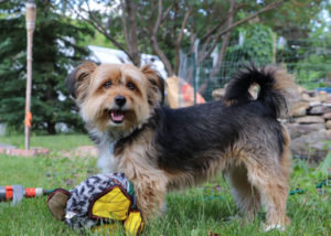 Mixed breed dog - Shih tzu + Yorkshire Terrier