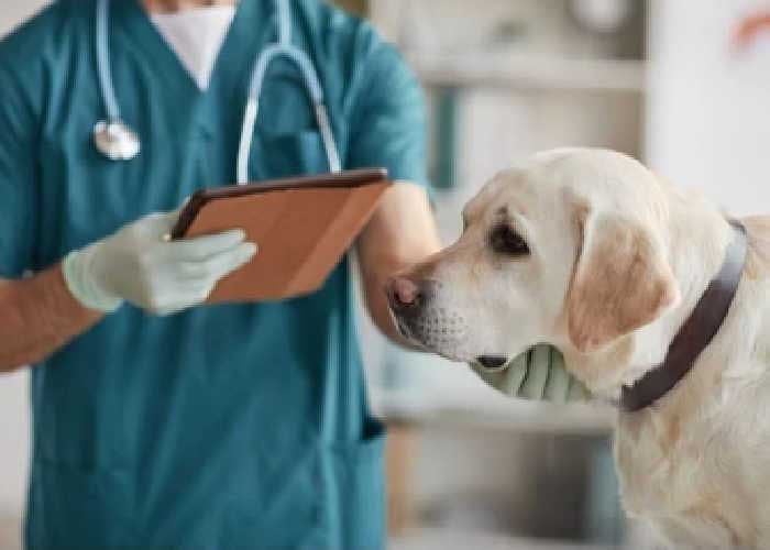 Sick Dog with Vet