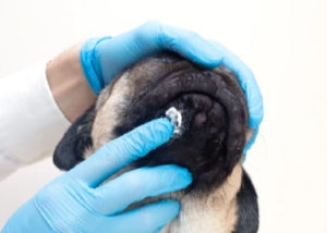 Skin itch treatment being applied to a dog