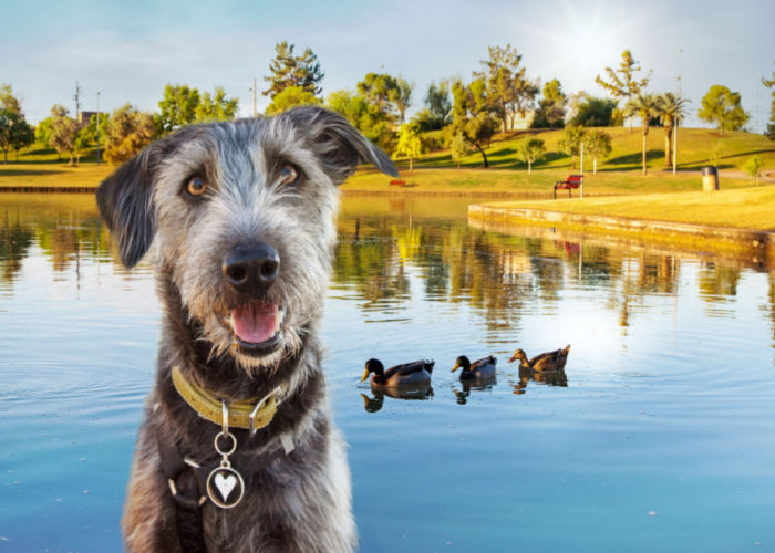 Smiling dog at Kiwanis Park in Tempe, Arizona USA