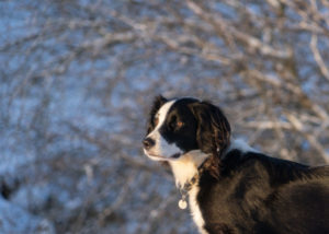 Mixed breed dog - Springer Spaniel + Border Collie