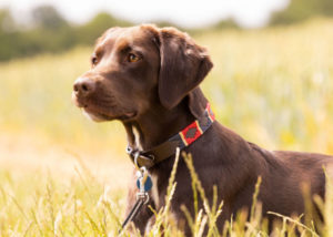 Mixed breed dog - Springer Spaniel + Labrador