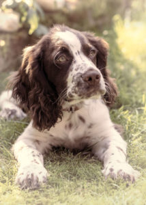 Mixed Breed - Springer Spaniel + Cocker Spaniel