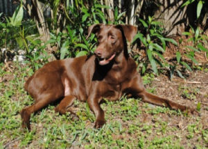 Mixed breed dog - Weimaraners + Labrador Retriever