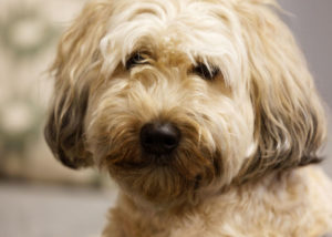 Mixed breed dog - Wheaten Terrier + Poodle