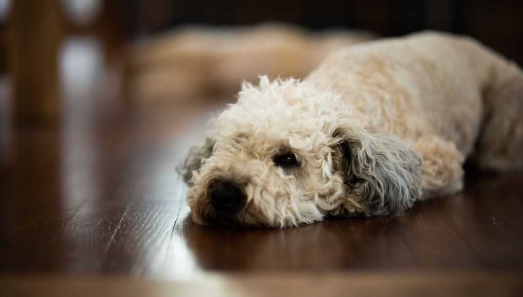 Whoodle Dog Breed