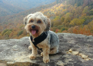 Mixed Breed dog - Yorkshire Terrier + Poodle