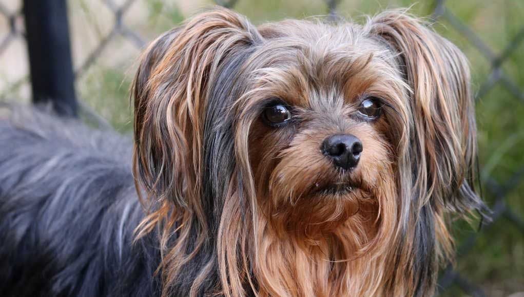 Yorkipoo Dog Breed