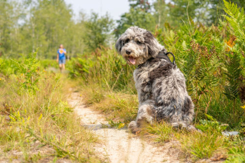 aussiedoodle sitting in grass