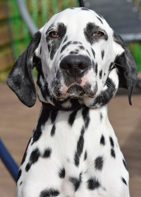 beaglematian cutest mixed dog breed