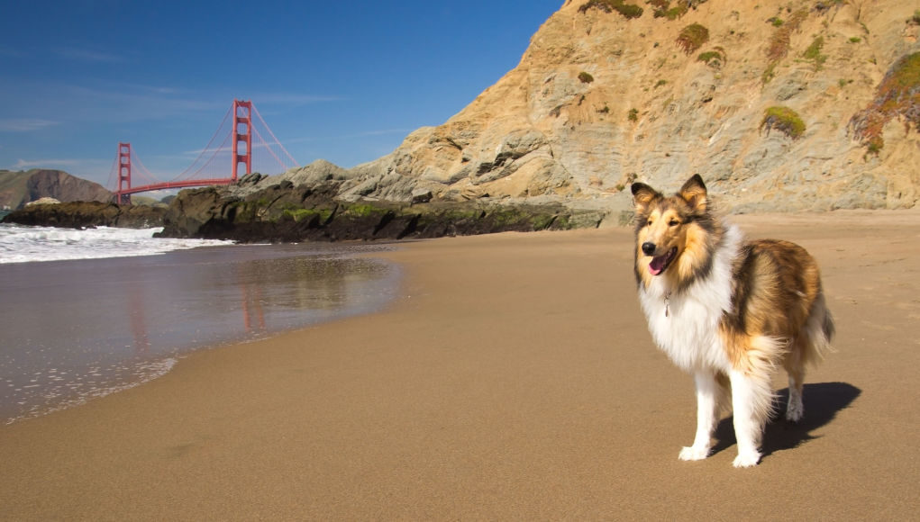 california pet stores, dog supplies, dog parks, veterinarian