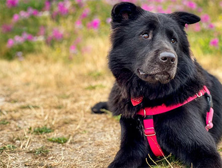 chabrador cutest mixed breeds copy