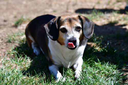 cheagle playing in grass - best mixed breed to adopt