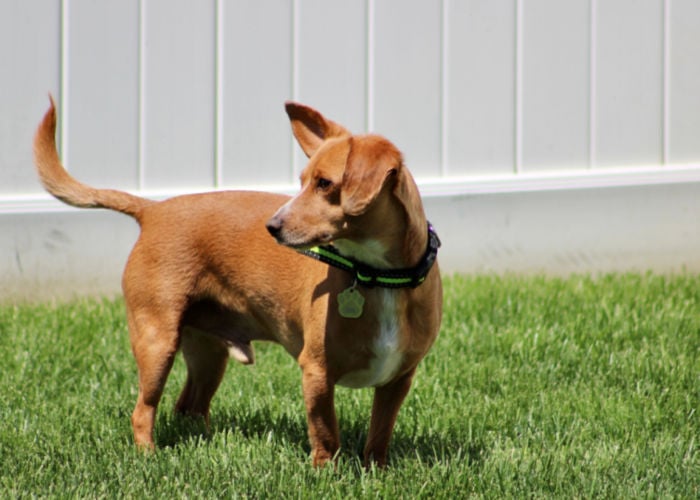 chiweenie dog outdoors