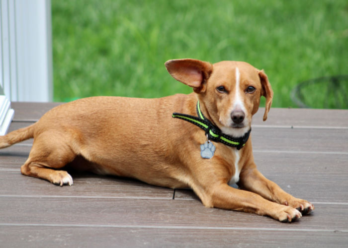 chiweenie mixed dog breed