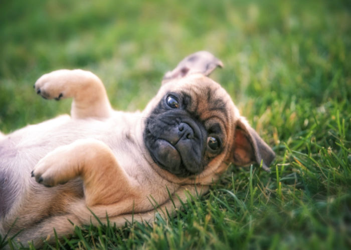 chug puppy in grass