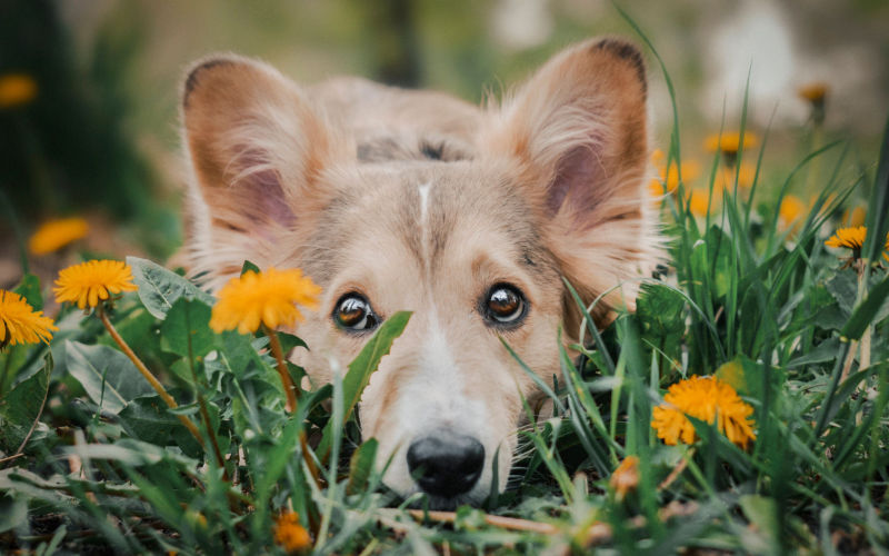 cute brown mixed breed puppy sitting in grass; nature-inspired brown dog names