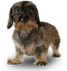 dach griffon dog breed