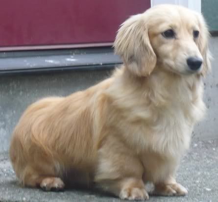 golden dox friendliest mixed breeds