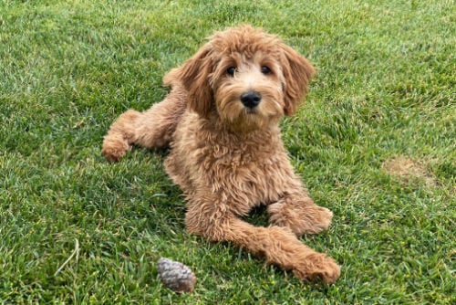 goldendoodle laying in grass