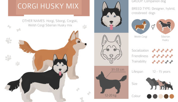 horgi dog breed